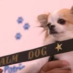 Festival de Cannes 2018 : LA PALM DOG