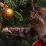 Des fêtes sereines avec son animal