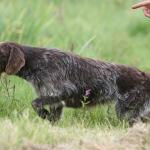 Le field trial : le sport des chasseurs