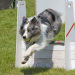  Le flyball : sport d’aisance