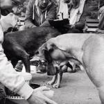 Gamelles Pleines : L'association au grand coeur