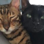 Comment gérer la cohabitation entre chats ?