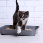 Gérer la propreté du chat