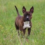 Des chiens dangereux les gueules d’anges ?