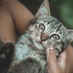 L’histoire de la domestication du Chat