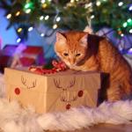 Idées cadeaux chien et chat