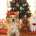 Infographie « Le noël des animaux »