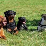 Gueules d’Anges, l’association des chiens dits “dangereux”