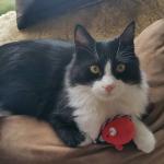 Quels jouets choisir pour mes chiens ou pour mes chats ?