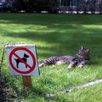 5 idées pour fêter la journée internationale du chat