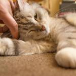 Journée nationale de la stérilisation du chat