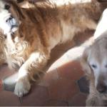 La prise en charge des vieux chiens