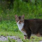 La vie secrète des chats - Saison 2