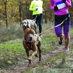 Le chien sportif : le magazine 100% sport canin