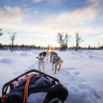 Lekkarod : l’aventure humaine et canine