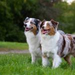 Les chiens écouteurs