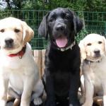 Les chiens guides de Paris en fête