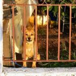 Maltraitance animale, que faut-il faire ?