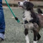 Apprendre à mon chien à marcher en laisse sans tirer