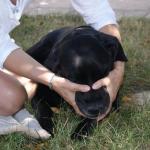 Le massage canin
