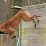 Mondioring : le sport qui rend votre chien plus fort