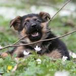Mon chiot mordille