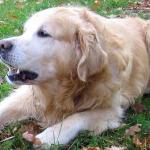 Mouss le chien : le site 100 % dédié à nos amis les chiens