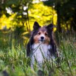 La mue printanière du chien