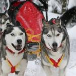 Devenir musher pour l’amour des chiens et des grands espaces