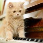 La musique pour chats