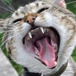 Nettoyer les dents du chat