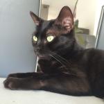Nettoyer les oreilles du chat
