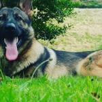Palmarès des villes où il fait bon vivre avec son chien