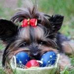 Pâques : chocolat toxique pour le chien et le chat