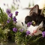 Phytothérapie et solutions naturelles pour votre chat