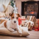 Toilettage spécial noël : mettez votre chien sur son 31