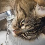 Prévenir le diabète sucré chez le chien et le chat