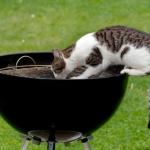 Un barbecue sans accroc