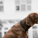 Programme Purina In Society