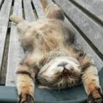 Respect et bien etre du chat