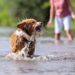 Le jeu dans le développement du chiot
