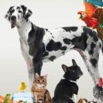 Salon 101 Compagnons : le rendez-vous annuel pour les passionnées des animaux