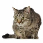 Le stress chez le chat, un problème réel 