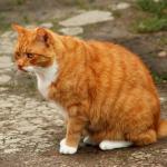 Surpoids et obésité chez le chien et le chat