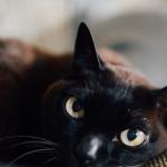 Do it yourself : fabriquer un tapis à gratter pour chat