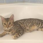 Toiletter un chat