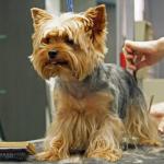 Le métier de toiletteur pour chien