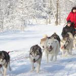 Traîneau à chien : le sport d’équipe par excellence
