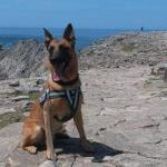 Voyager avec son chien : liste des plages autorisées aux chiens été 2018