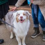 https://www.fidanimo.com/article/premiere-edition-de-la-fete-des-animaux